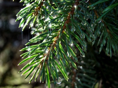spruce-1753304_960_720